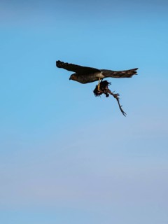 Eurasian Sparrowhawk, Accipiter nisus with prey