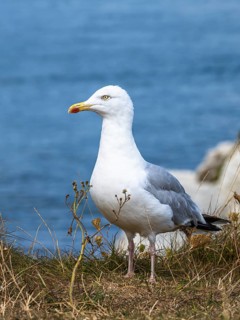Herring Gull, Sea Gull, Gulls on Dorset cliff, England, United Kingdom