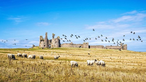 Sheeps around Ruins of Dunstanburgh Castle, Northumberland Coast, England, UK
