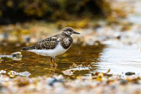 Ruddy Turnstone, Arenaria interpres