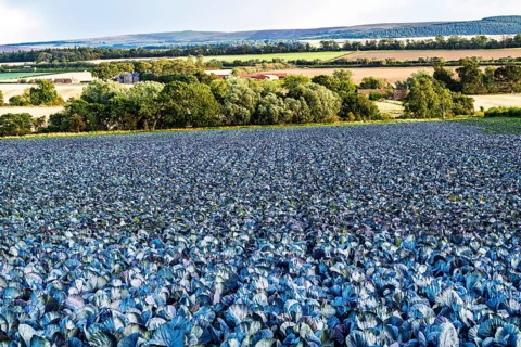 Red Cabbage on Scottish fields, Southeast Scotland, UK