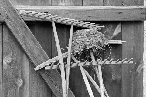 Blackbird nest on a hayrake at a stable door, on a former Franconian farm, black and white,