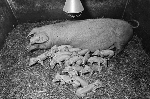 Mother sow with 15 piglets on straw, former Franconian farm, black and white, Bavaria, Germany