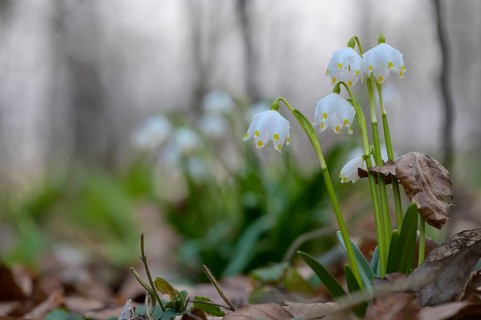 Spring snowflake (Leucojum vernum) as an early flowering spring geophyte in a beech forest,