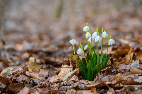 Spring snowflake (Leucojum vernum) in a beech forest, Münsterland, North Rhine-Westphalia, Germany