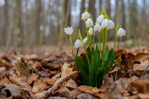 Early-flowering spring geophytes in a beech forest, A group of spring snowflakes growing in the