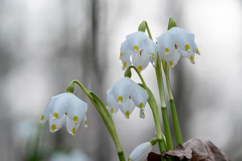 Spring-flowering spring geophytes in a beech forest, close-up of white spring snowflakes with