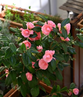 Camellia, Japanese camellia (Camellia japonica)