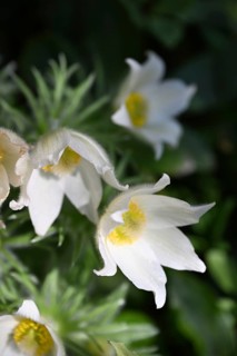 Pasque flower, Pasque flower, Pasque flower, Common pasque flower, Common pasque flower, Common