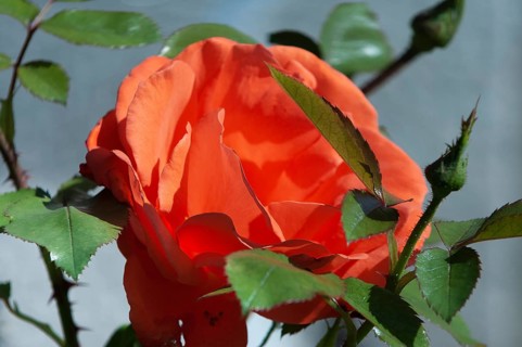 Rose, China rose (Rosa chinensis)