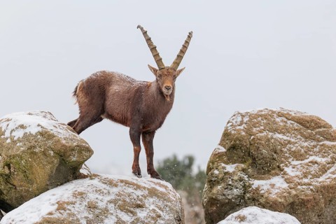 A male ibex (Capra ibex) stands on a rock in the snowstorm. A forest can be seen dimly in the
