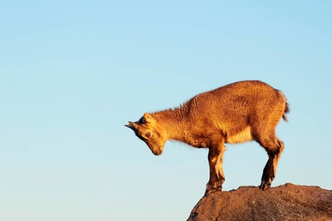 A young female ibex (Capra ibex) jumps from rock to rock. Morning light against a blue sky with