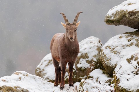 A female ibex (Capra ibex) stands between rocks in the snowstorm. A forest can be seen dimly in the