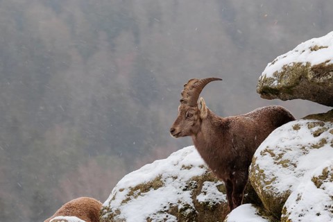 A young female ibex (Capra ibex) stands between rocks in the snowstorm. A forest can be seen dimly