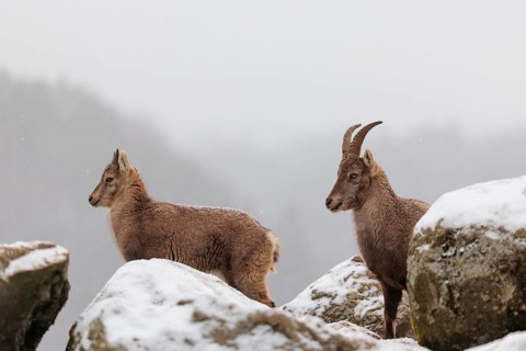 A female and a young ibex (Capra ibex) stand between rocks in the snowstorm. A forest can be seen