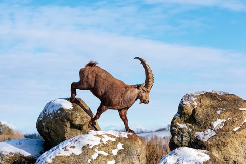 A young female ibex (Capra ibex) runs from rock to rock. Morning light against a blue sky with