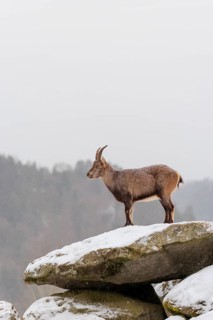 A female ibex (Capra ibex) stands on a rock in the snowstorm. A forest can be seen dimly in the