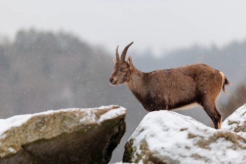 A young female ibex (Capra ibex) stands on a rock in the snowstorm. A forest can be seen dimly in