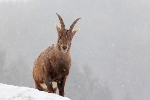 A female ibex (Capra ibex) stands on a rock in the snowstorm. A forest can be seen dimly in the