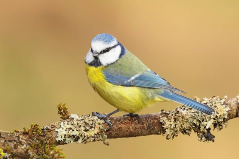 Blue tit (Parus caeruleus), sitting on a branch overgrown with moss and lichen, Wildlife, Animals,