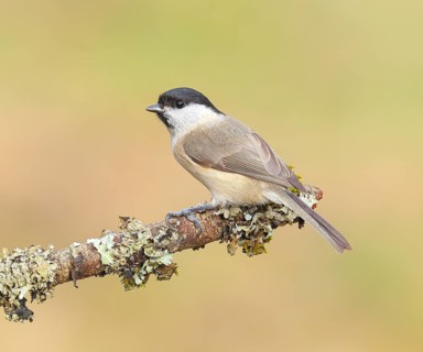 Marsh tit (Parus palustris), sitting on a branch overgrown with moss and lichen, Wildlife, Animals,