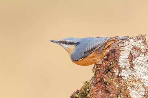 Nuthatch (Sitta europaea) hanging on a birch tree, Wildlife, Woodpeckers, Nature photography,