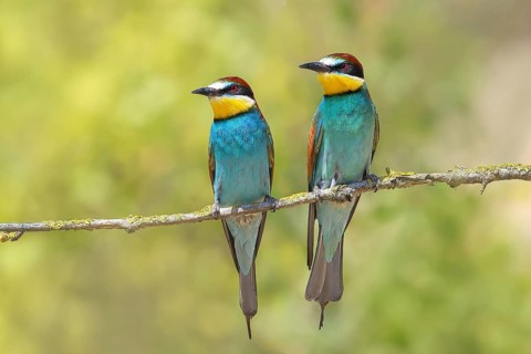Bee-eater (Merops apiaster) pair sitting on a branch, male, female, breeding, courtship, migratory
