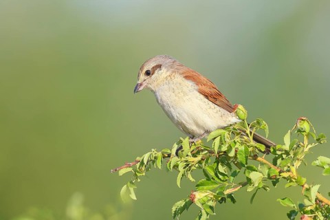 Red-backed shrike (Lanius collurio), female on rose hip bush (Rosa canina), looking for prey,