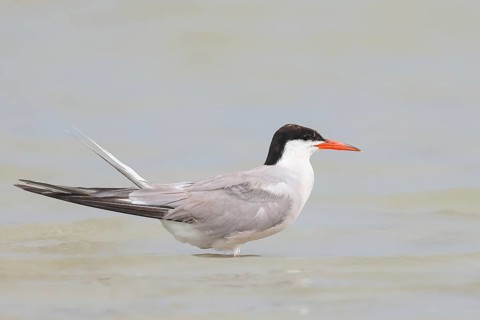 Common Tern (Sterna hirundo) standing in shallow water, terns, wildlife, nature photography,