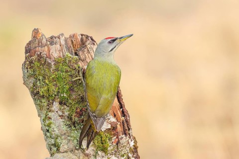 Grey-headed woodpecker (Picus canus), or great spotted woodpecker, male at a birch overgrown with