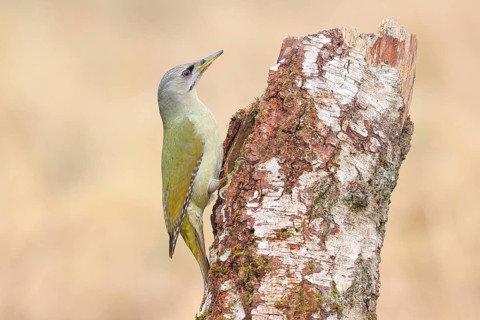Grey-headed woodpecker (Picus canus), or lesser spotted woodpecker, female on a birch tree,