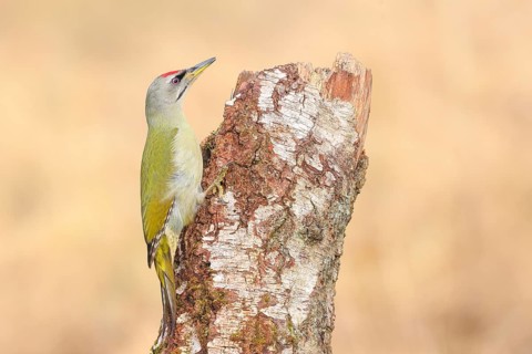 Grey-headed woodpecker (Picus canus), or lesser spotted woodpecker, male at an old birch tree,