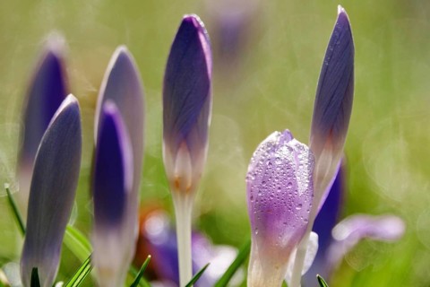 Beautiful crocus flower, early spring, Germany