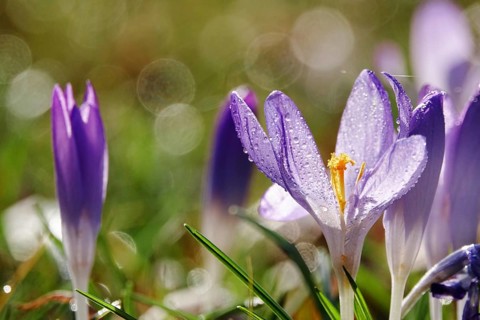 Beautiful crocus flower, drops, early spring, Germany