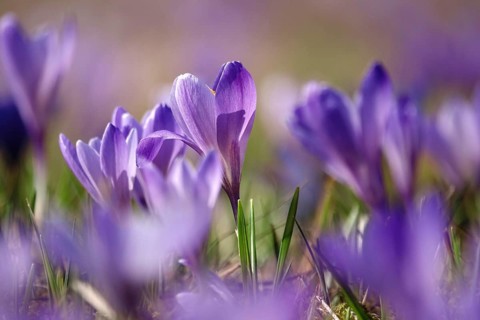 Beautiful crocus blossom at the beginning of March, Germany