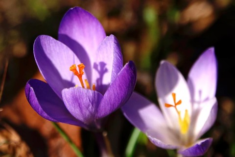 Beautiful crocus flower with shade, early March, Germany