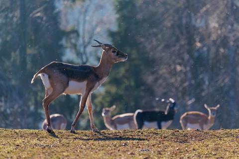 A young male blackbuck (Antilope cervicapra) stands in a green meadow during light snowfall,