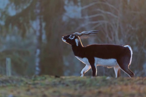 Stands in a green meadow on a sunny morning, backlit by the sun. A forest can be seen in the