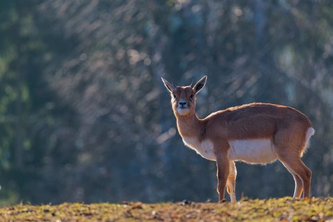 A female blackbuck (Antilope cervicapra) stands in a green meadow on a sunny morning, backlit by