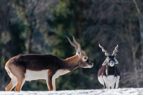 Two male blackbucks (Antilope cervicapra) stand in a snow covered meadow on a sunny morning,