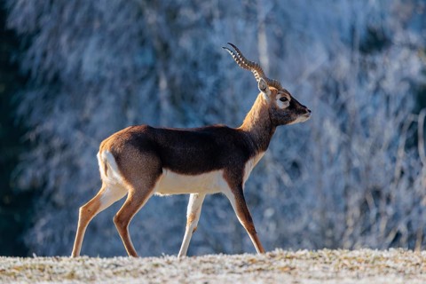 A male blackbuck (Antilope cervicapra) runs across a hoar-frost covered meadow on a sunny morning,