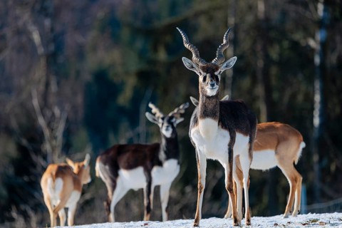 A male blackbuck (Antilope cervicapra) stands in snow-covered meadow on a sunny morning, backlit by