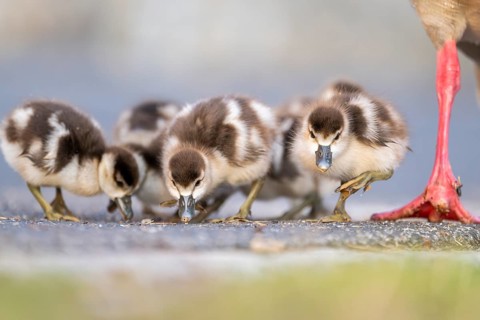 Egyptian goose (Alopochen aegyptiaca) cute chicks on a meadow at the shore of a lake, Bavaria,