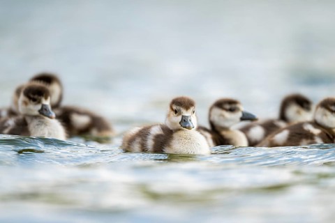Egyptian goose (Alopochen aegyptiaca) chicks swimming on a lake, Bavaria, Germany