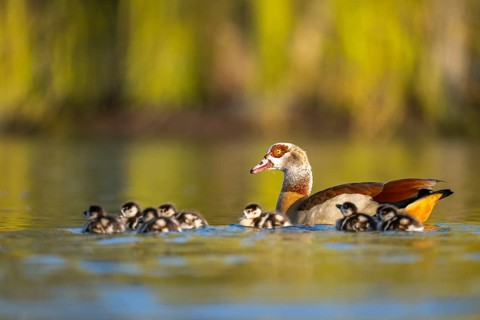 Egyptian goose (Alopochen aegyptiaca) mother with her chicks swimming on a lake, Bavaria, Germany