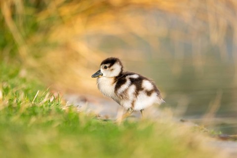 Egyptian goose (Alopochen aegyptiaca) cute chick on a meadow at the shore of a lake, Bavaria,