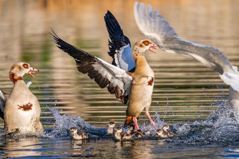 Egyptian goose (Alopochen aegyptiaca) with chicks aggressively attacking other seabirds on a lake,
