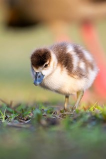 Egyptian goose (Alopochen aegyptiaca) cute chick on a meadow at the shore of a lake, Bavaria,
