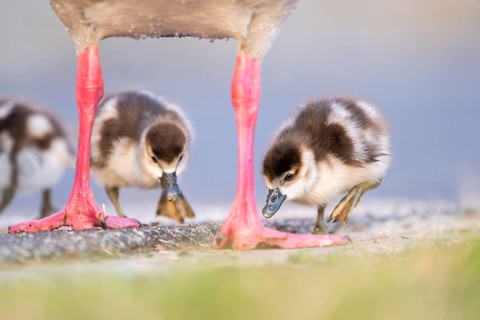 Egyptian goose (Alopochen aegyptiaca) mother with her chicks on a meadow at the shore of a lake,