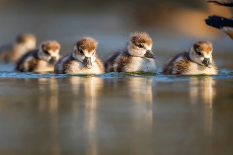 Egyptian goose (Alopochen aegyptiaca) chicks swimming on a lake, Bavaria, Germany